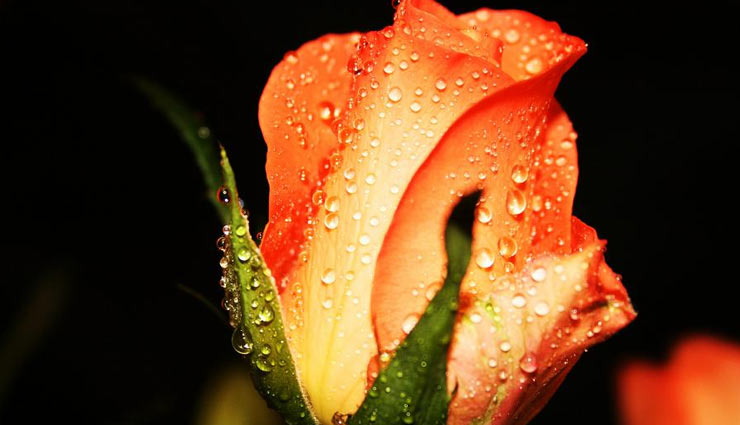 valentines day,valentines week,rose day,roses,color of roses