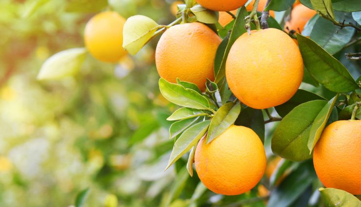 malic acid rich foods,fruits with malic acid,vegetables with malic acid,health benefits of malic acid,malic acid in apples,malic acid in watermelon,malic acid in banana,natural sources of malic acid,dietary malic acid,malic acid supplements