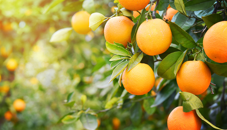 health benefits of orange,orange,Health tips,fitness tips