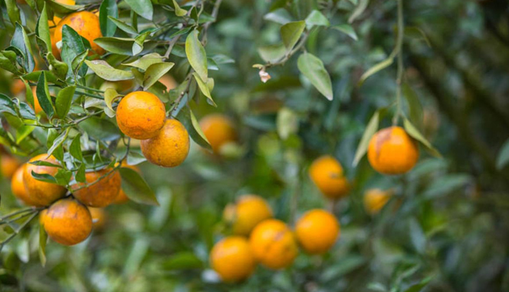 Some Health Benefits of Orange Tree Tea Leaves Will Work Effectively
