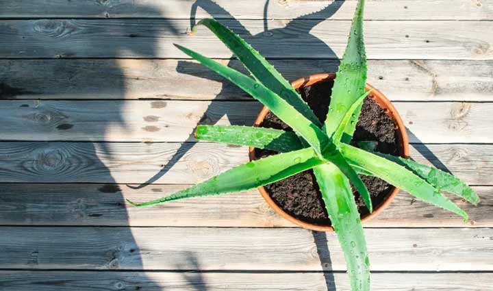 diy ways to use orange peel powder for acne removal,beauty tips,beauty hacks