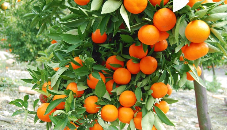 fruits of winters,winters,fruits,Apple,sweet potato,guava,pomegranate,grapes,oranges,Health,Health tips,healthy living