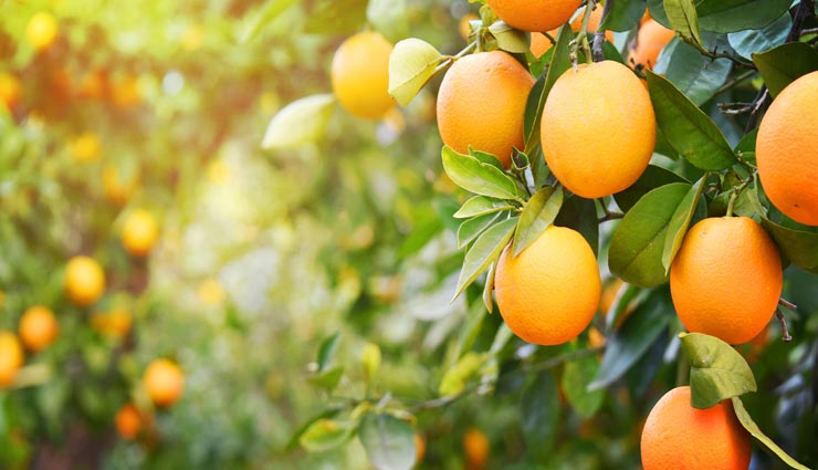 Health tips,health tips in hindi,calcium rich food,healthy food