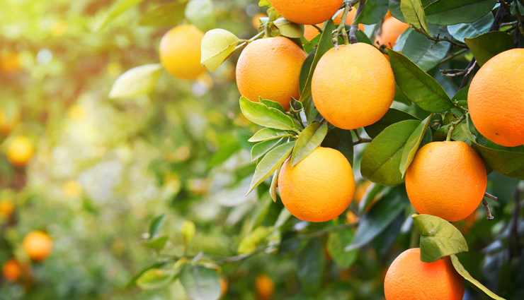 6 Reasons Why Eating Oranges is Healthy During Winters