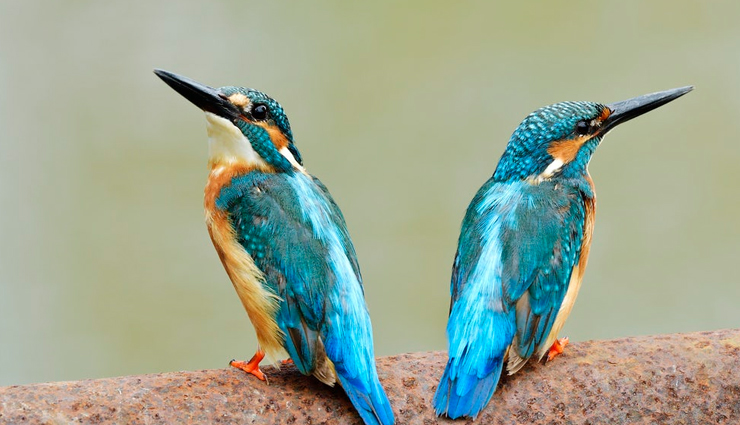 orchha,things to do in orchha,places to visit in orchha,madhya pradesh,orchha wildlife sanctuary exhibit,roof-view of chaturbhuj temple,river rafting in betwa river,adorable phool bagh,the fort of orchha & lighting show