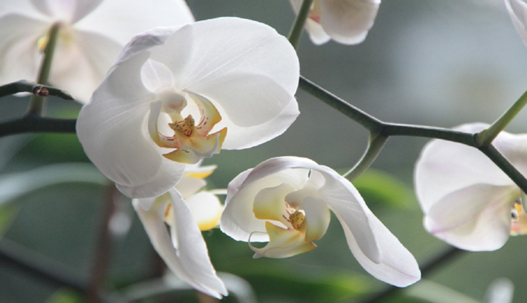 118 साल के बाद देखने को मिला इस दुर्लभ प्रजाति का फूल