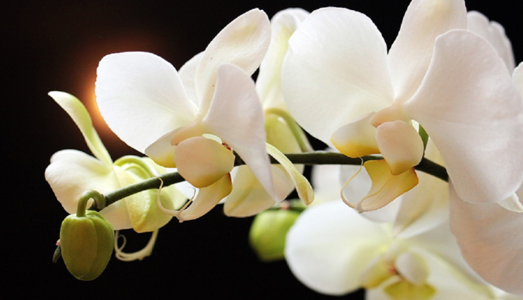 weird news,weird incident,dudhwa tiger reserve,rare species of orchid flowers