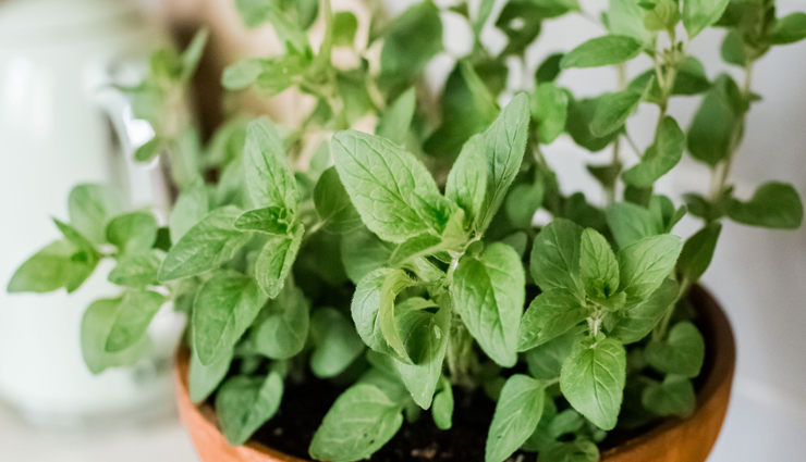 remedies that are helpful for treating athletes foot,home remedies to treat athlete foot,healthy living,Health tips