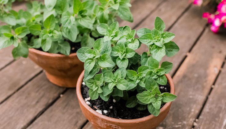 6 Proven Health Benefits of Oregano