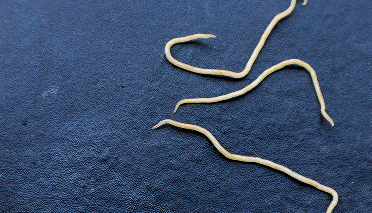 health benefits of oregano,oregano,Health tips,fitness tips