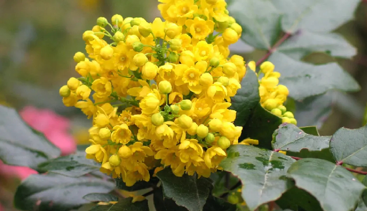 scalp psoriasis,psoriasis symptoms,chronic skin condition,autoimmune disorder,red,scaly patches,itching and burning sensations,flaking scales,genetic and environmental factors,topical treatments,medicated shampoos,lifestyle changes,stress management,apple cider vinegar,aloe vera,coconut oil,epsom salt,glycerin,ginger,shea butter,witch hazel,yogurt,baking soda,coal tar,dead sea salt,oregon grape,oatmeal bath,omega-3 fatty acids,natural remedies,home treatments,skin healing properties