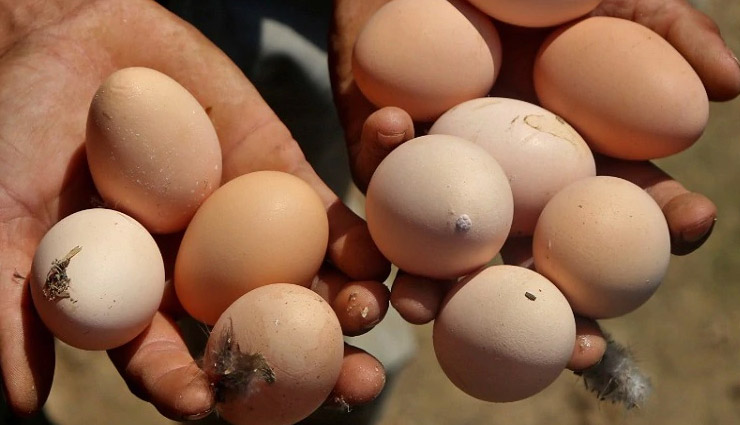 rajasthan,udaipur,organic eggs,eggs ,राजस्थान,आर्गेनिक अंडो की मांग