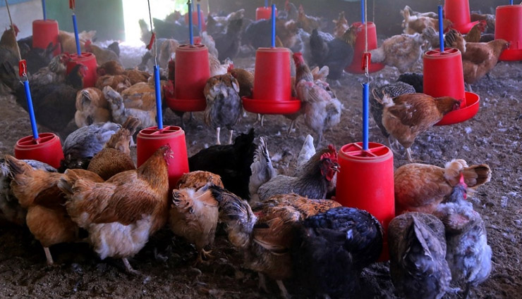 कोरोना संक्रमण के बीच बढ़ी ऑर्गेनिक अंडों की मांग, ऐसे हो रहा है उत्पादन