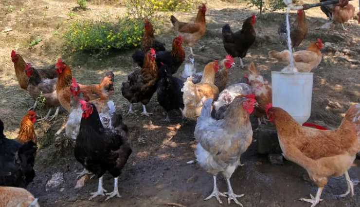 rajasthan,udaipur,organic eggs,eggs