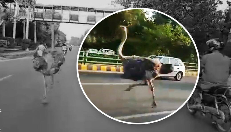 पाकिस्तान के लाहौर की सड़कों पर गाड़ियों के साथ दौड़ता नजर आया शुतुरमुर्ग, यहां देखें यह वायरल वीडियो