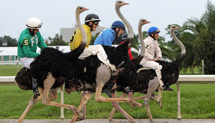 दुनियाभर में खेले जाते हैं ये अजीबो-गरीब खेल, आपको हैरान कर देगी यह जानकारी weird games around the world,unusual sports played globally,bizarre games from different cultures,strange and unique games worldwide,odd sports and competitions across the globe,quirky games played in different countries,unconventional sports events around the world,extraordinary games from various cultures,curious and unusual games played internationally,surprising and peculiar sports worldwide