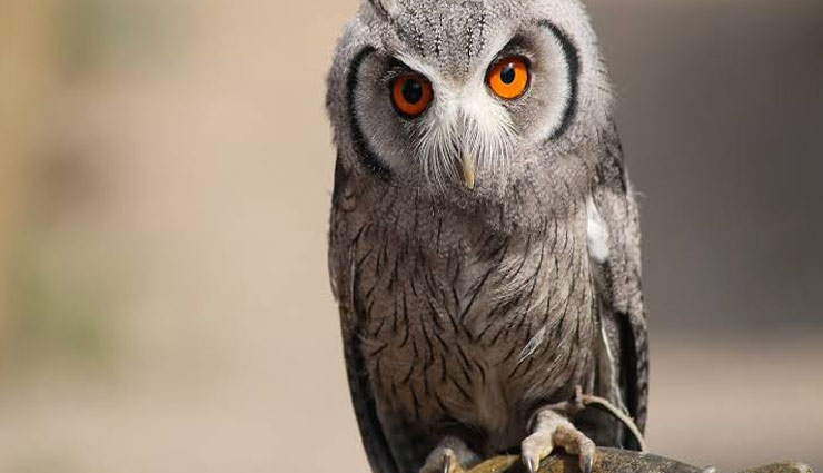 astrology tips,signs of distress,bad signs,scripture