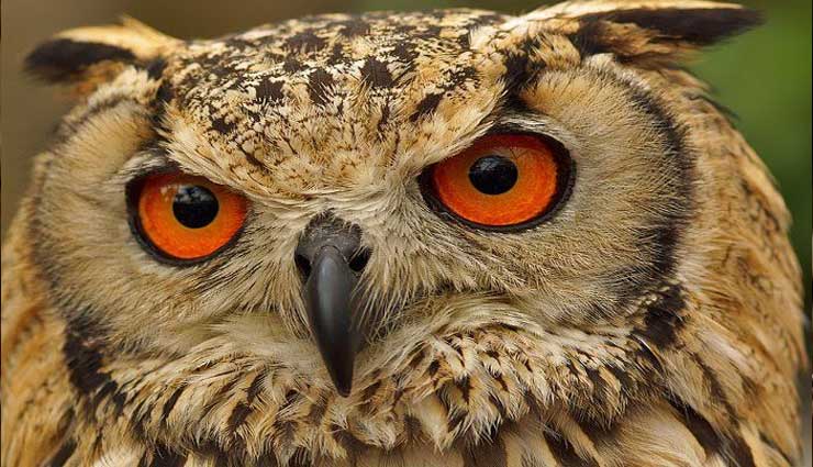 प्यार को पाने के लिए लिया तंत्र-साधना का सहारा, चढाई उल्लू की बली, लेकिन...