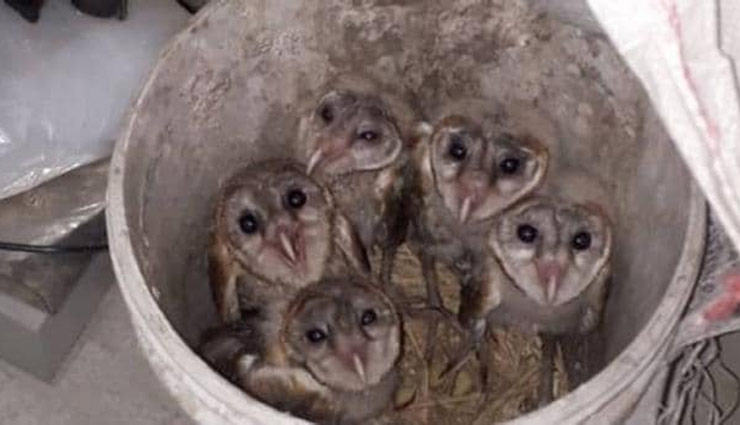 दिवाली से पहले उल्लुओं के साथ 2 तस्कर गिरफ्तार, 1 करोड़ से ज्यादा कीमत 