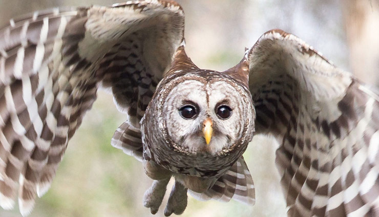 ghaziabad,indirapuram,two bird smugglers arrested,five owls,police,crime,crime news in hindi,news,news in hindi