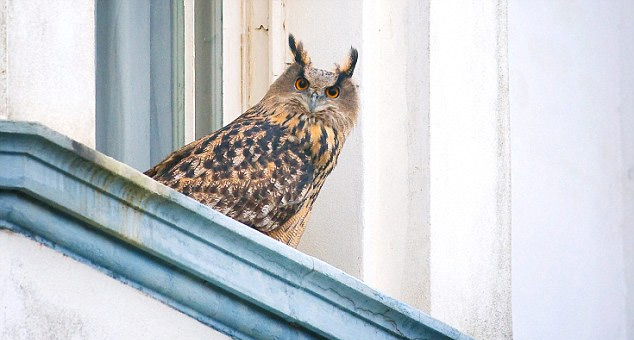 owl sitting on house,astrology tips