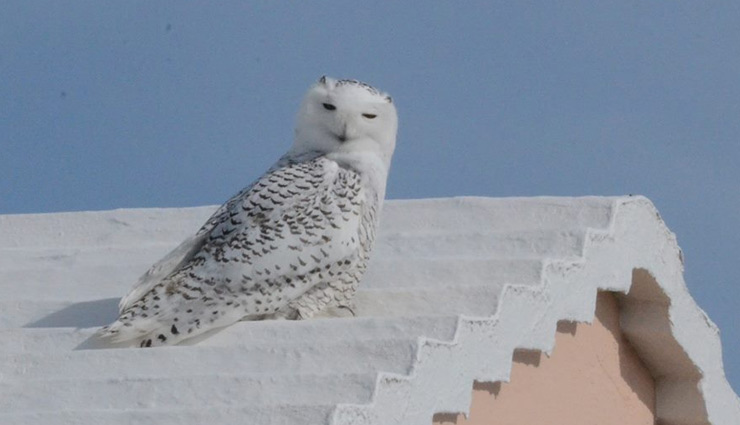 उल्लू का घर के ऊपर बैठना देता है अशुभ संकेत, जानें इससे जुड़े शकुन-अपशकुन के बारे में 