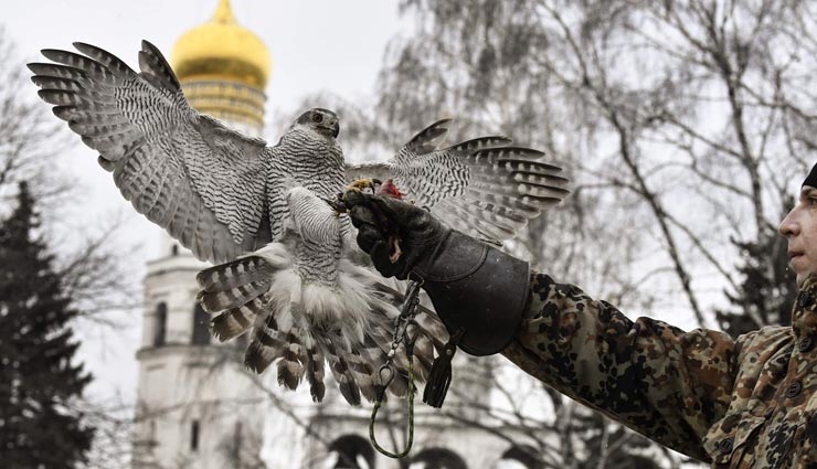 president house of russia,the security of president house,security by  hawks and owls