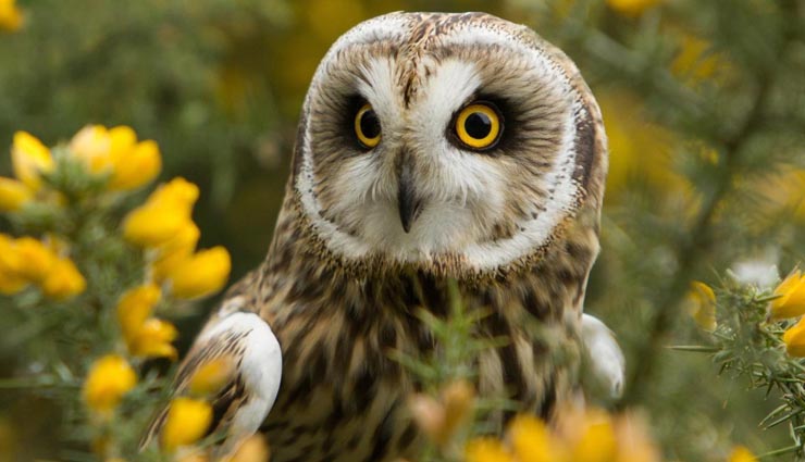 astrology on diwali,diwali special,diwali special 2017,diwali,diwali 2017