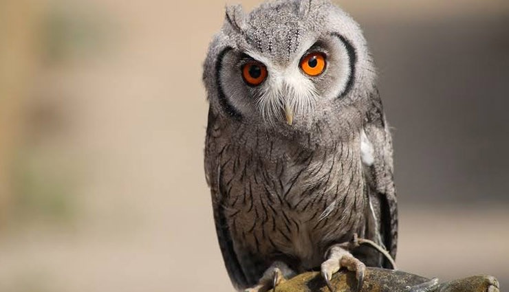 उल्लू को मत समझिए ऐसा-वैसा, देता है आपके जीवन से जुड़े कई संकेत