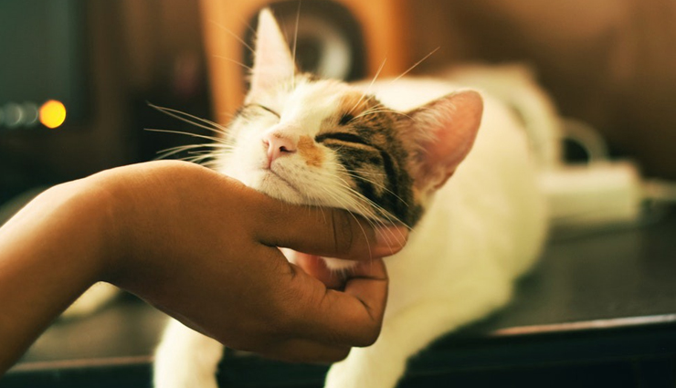 owning a pet,benefits of owning a pet,pet care tips,mental health tips,family tips