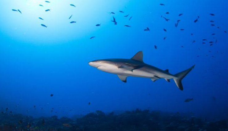  जलवायु परिवर्तन की वजह से समुद्रों में Oxygen की मात्रा 2 फीसदी घटी,  बड़े जीवों के अस्तित्व पर खतरा बढ़ा 