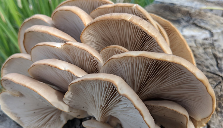 oyster mushrooms,health benefits,boost immune system,weight loss diet,rich in antioxidants,improve heart health,anti-inflammatory properties,improve digestion,high fiber content,nutrient-rich