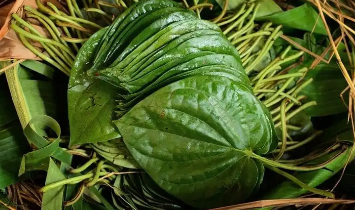 कई औषधीय गुणों का भंडार है पान का पत्ता, सेवन से सेहत को होंगे ये कमाल के फायदे