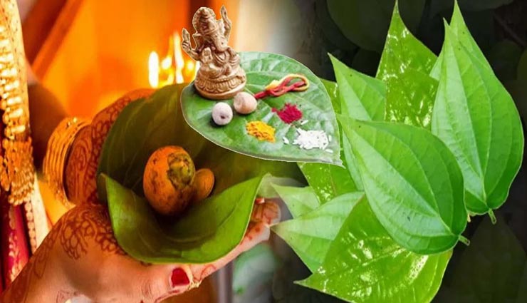 astrology tips,astrology tips in hindi,navratri,navratri special,navratri 2020,maa durga,shardiya navratri 2020,betel leaf  in durga puja