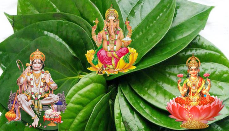 astrology,astrology tips in hindi,astrological tips of betel leaves,betel leaves in astrology