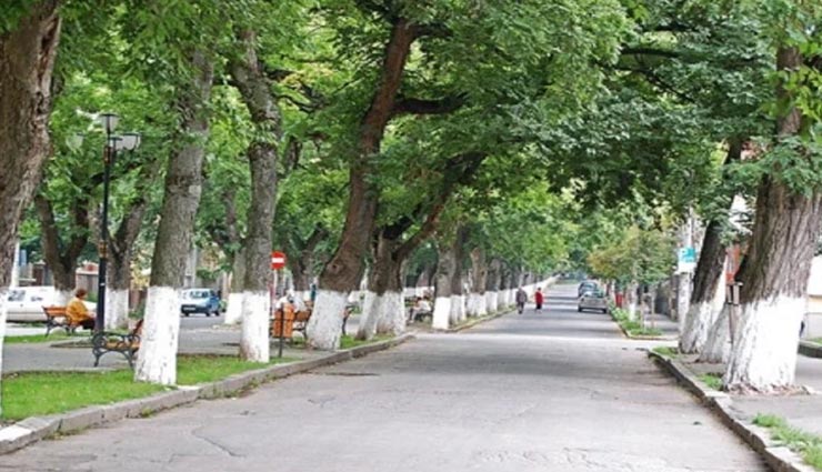 क्या हैं पेड़ों को सफेद और लाल रंग से रंगने के पीछे का कारण? आइये जानें