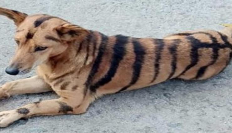 weird news,weird incident,dogs like tiger,farmer painting dogs as tiger,karnataka ,अनोखी खबर, अनोखा मामला, बाघ के रंग में कुत्ता, कर्नाटक