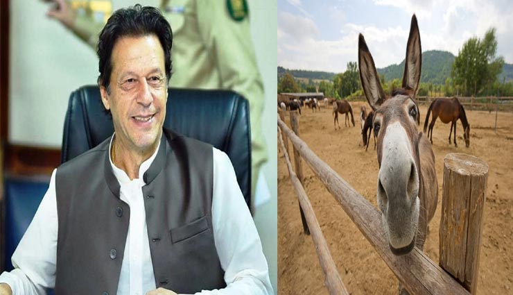 गधों की मदद से सुधरेंगे पाकिस्तान के आर्थिक हालात, जानें इस अनोखे मामले के बारे में