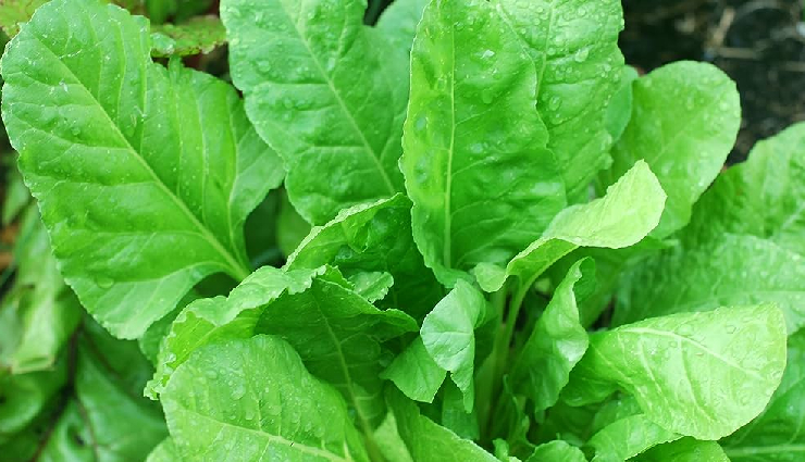 palak pyaj ki kadhi,palak pyaj ki kadhi ingredients,palak pyaj ki kadhi recipe,palak pyaj ki kadhi traditional dish,palak pyaj ki kadhi tasty,palak pyaj ki kadhi healthy,kadhi,spinach,onion