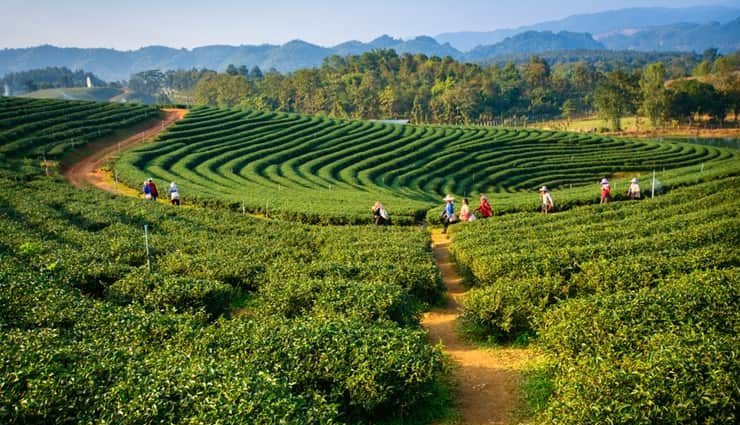 tourist spots in palampur,beautiful places in palampur,palampur tea gardens,chamunda devi temple palampur,pottery at andretta,tashi jong monastery,baijnath shiva temple,neugal khad palampur,saurabh van vihar,dhauladhar national park,palampur toy train ride,palampur tea experience