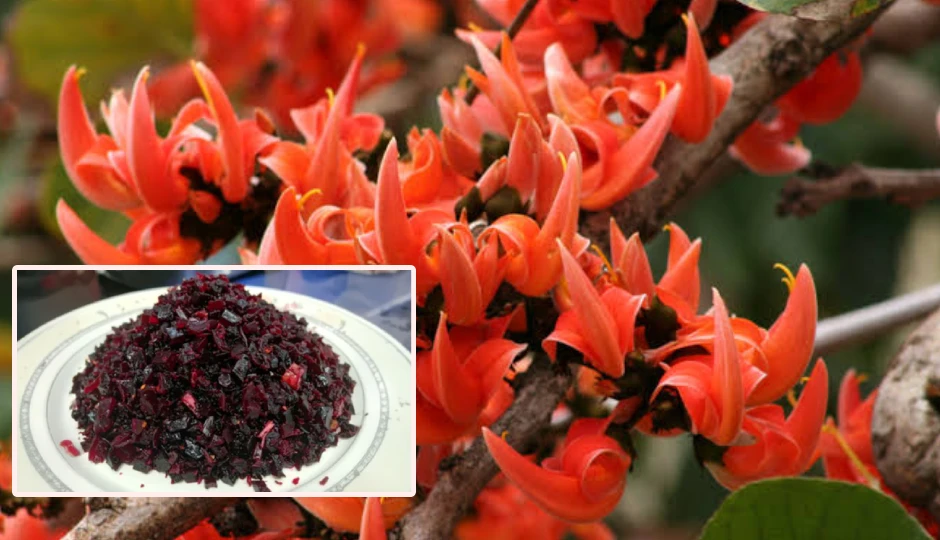 पलाश के पेड़ से निकलने वाला लाल गोंद, जानिए शरीर और स्वास्थ्य के लिए इसके चमत्कारी लाभ