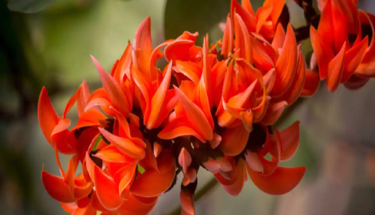 holi,herbal gulal,homemade colors,diy holi,natural ingredients,eco-friendly celebration,non-toxic gulal,holi preparations,homemade herbal colors,sustainable festivities,safe holi celebration,eco-conscious holi,homemade gulal recipe,environmentally friendly colors,sustainable holi practices,herbal color making tips,non-allergic holi colors,organic holi colors,diy herbal gulal,holistic holi experience