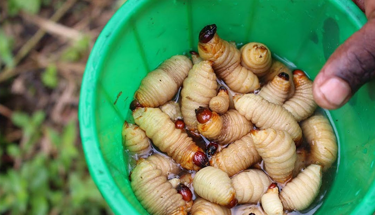 nigerian food,weird nigerian food,travel,holidays,travel guide