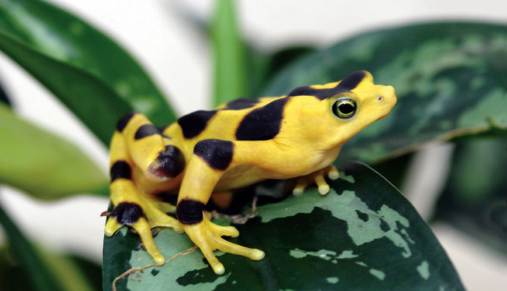 animals around the world,6 exquisite species of zoo animals,6 rare zoo animals,6 rare animals that are found in zoo,zoo animals,rare species of animals around the world,albino american alligators,african painted dog,panamanian golden frog,cotton-top tamarin,lord howe island stick insect,melbourne zoo australia,lincoln park zoo illinois,the maryland zoo baltimore,cincinnati zoo & botanical garden ohio,newport aquarium kentucky