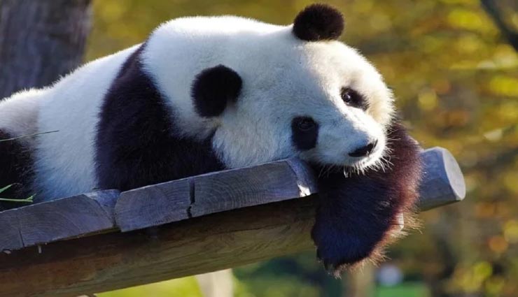 चीन के पांडा माने जाते हैं शांति का प्रतीक, जानें इनसे जुड़ी रोचक बातें