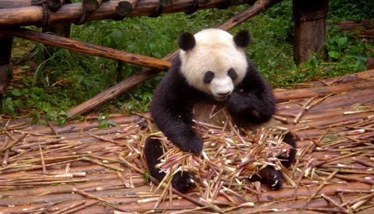 चीन के पांडा माने जाते हैं शांति का प्रतीक, जानें इनसे जुड़ी रोचक बातें weird news,weird information,panda animal,interesting facts