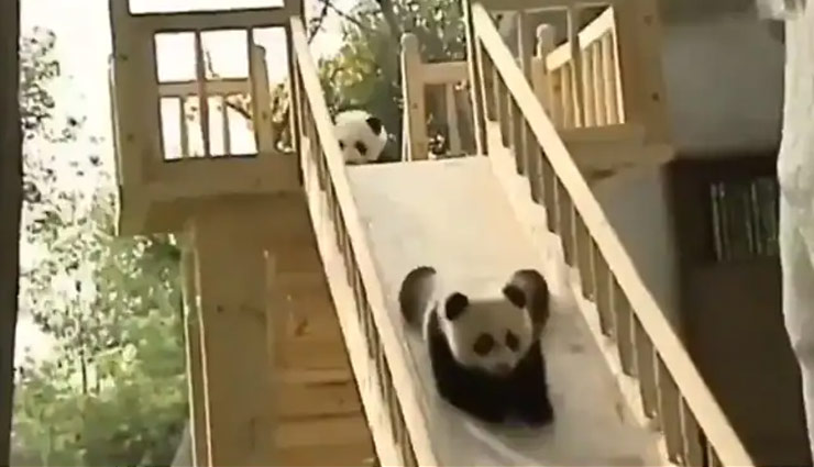 झूले पर पांडा ने की जमकर मस्ती, वीडियो देख लोगों ने कहा - दिन बन गया