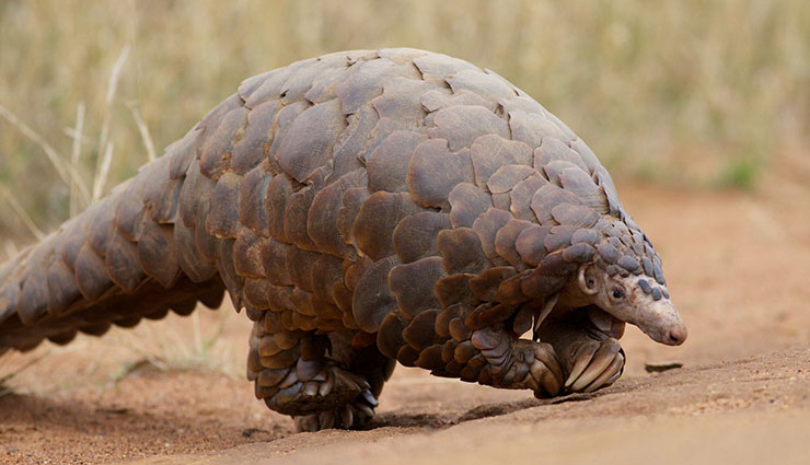 नए अध्ययन में दावा : सांप नहीं इस जानवर से इंसानों में फैला कोरोना वायरस