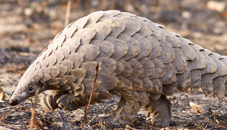नए अध्ययन में दावा : सांप नहीं इस जानवर से इंसानों में फैला कोरोना वायरस coronavirus,pangolin,human,coronavirus infection,research,coronavirus news