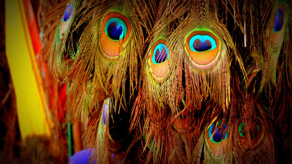 morpankh astrology,morpankh,peacock feather,astrology tricks